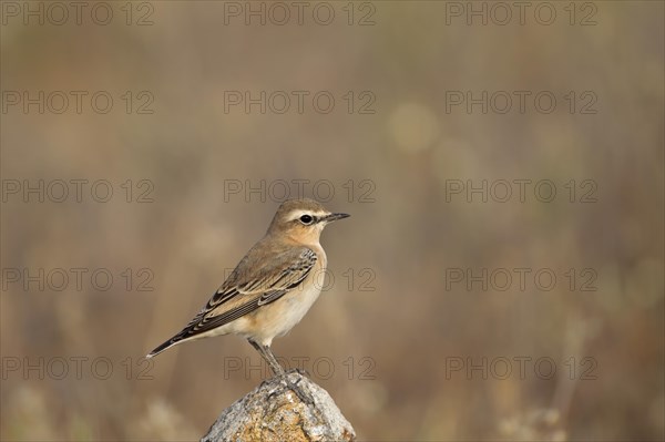 Northern wheatear