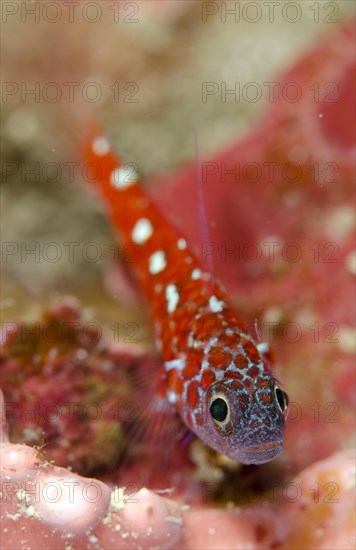 Naude's Rubble Dwarfgoby