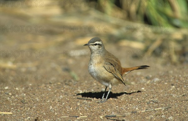 Kalahari Scrub Robin