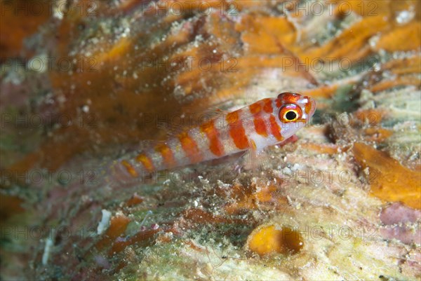 Candycane Dwarfgoby