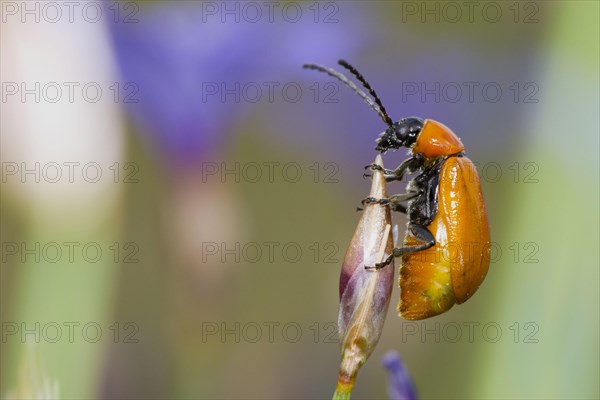 Scarlet scarlet lily beetle