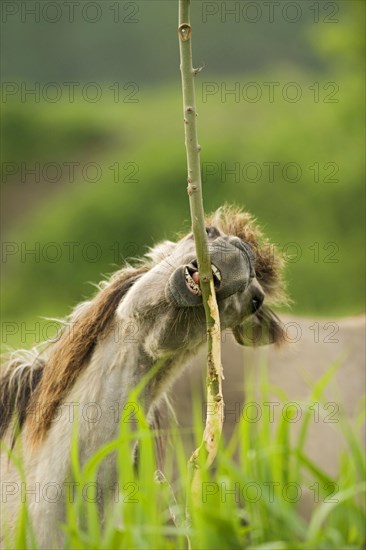 Adult Konik horse