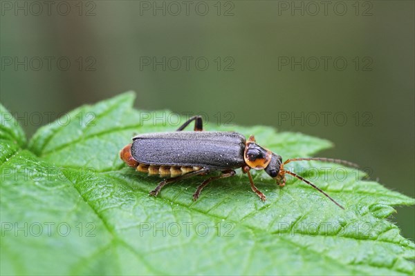 Grey yellow soft-shell beetle