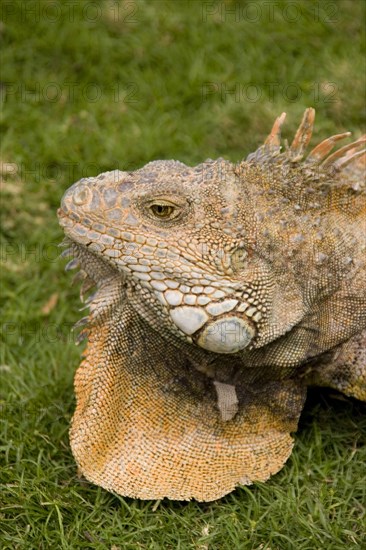 Green Iguana