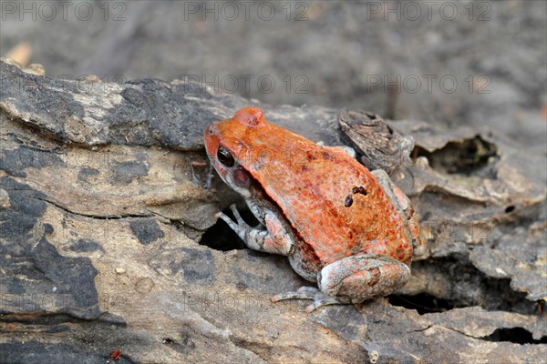 Red Toad