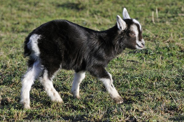 Thuringian Forest Goat