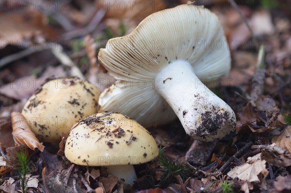 Russula ochroleuca