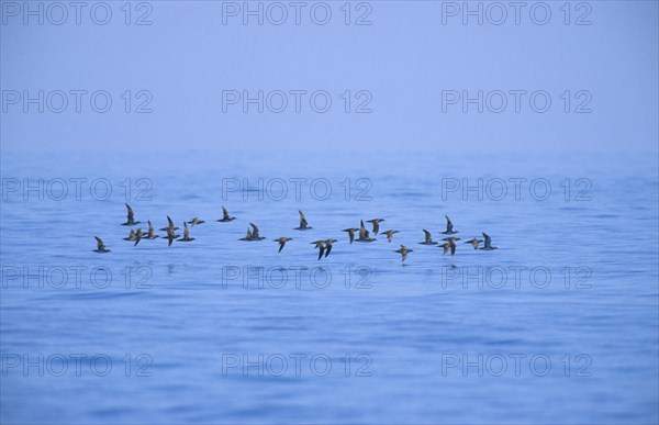 Yelkouan shearwater