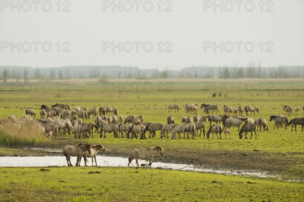 Konik domestic stallion