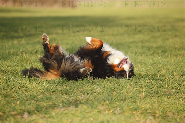 Bernese Mountain Dog