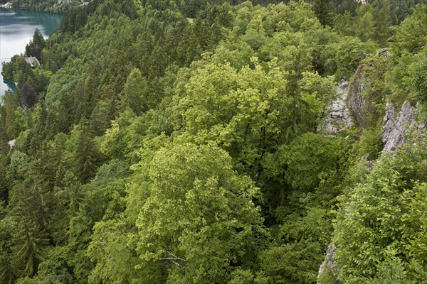 Large-leafed Lime