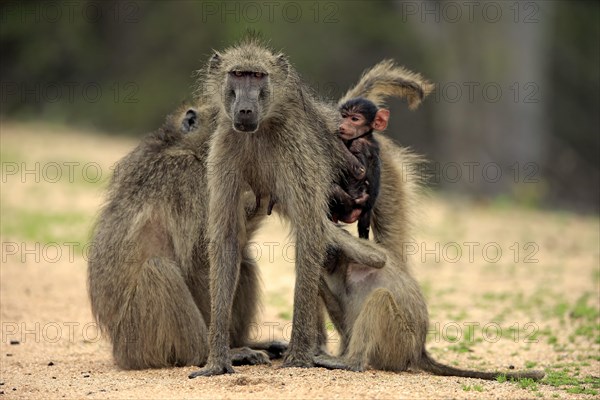 Chacma Baboon