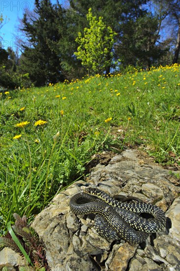 Western green whip snake