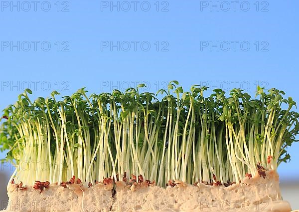 Garden cress