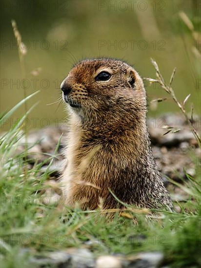 Arctic gopher