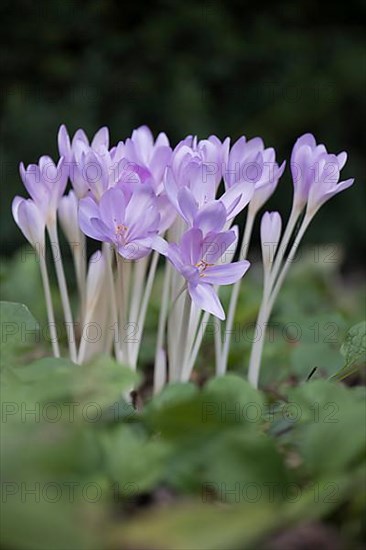 Meadow saffron