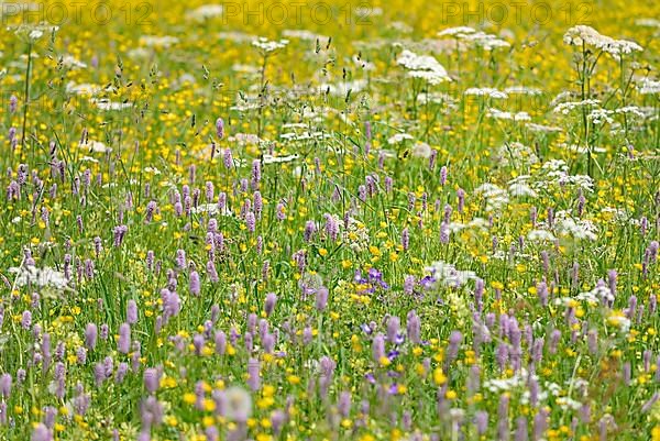 Mountain meadow with wildflowers