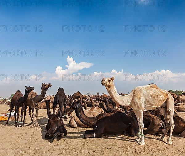 Camels at Pushkar Mela