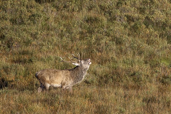 Red deer