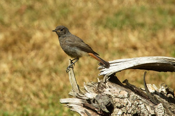 Black Redstart standing on tree trunk in green grass looking left