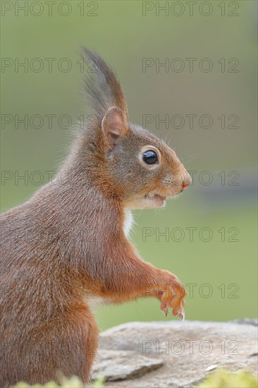 Eurasian red squirrel