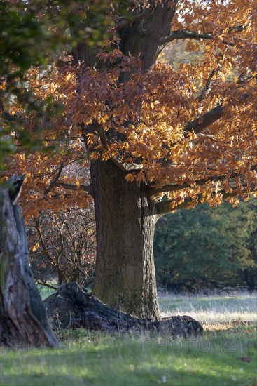 Strong trunk of an oak