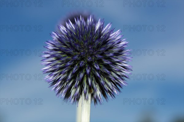 Blue globe thistle Inflorescence with many purple-blue flowers against a blue sky