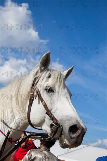 Head of a horse outdoors with partial harness in view