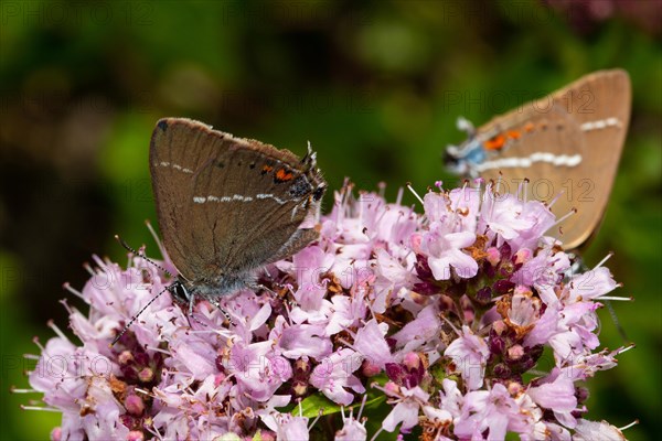 Blue spot hairstreak butterfly two butterflies sitting on pink flower different sighting
