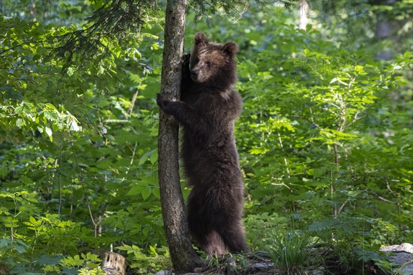 European brown bear