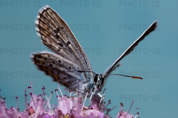 Silver-studded blue