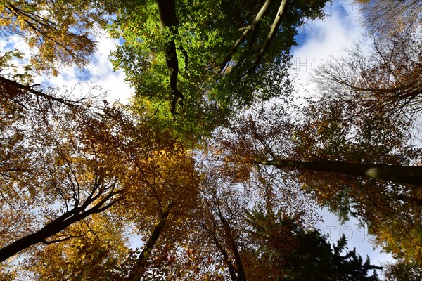 Tree tops in a mixed beech forest with autumn leaves against the sky