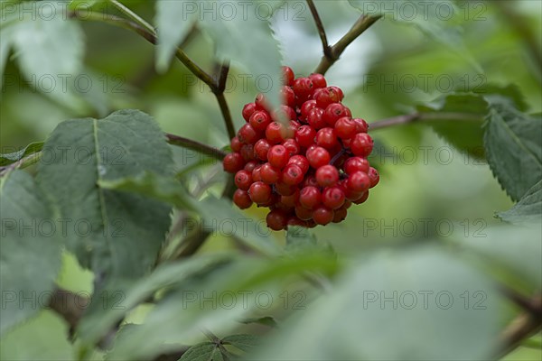 Red elderberry