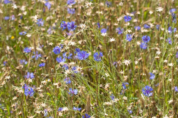 Field of blue wild herbs between cereal stalks