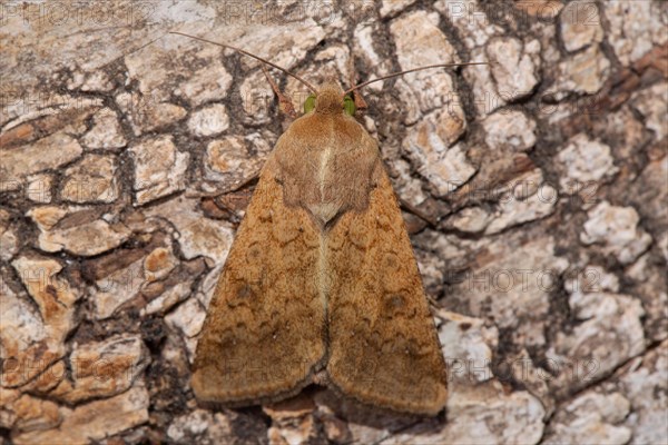 Cotton barn owl butterfly with closed wings sitting on tree trunk from behind