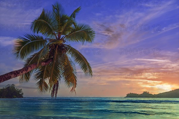 Overhanging coconut palm at sunset in the beautiful bay of Baie Lazare