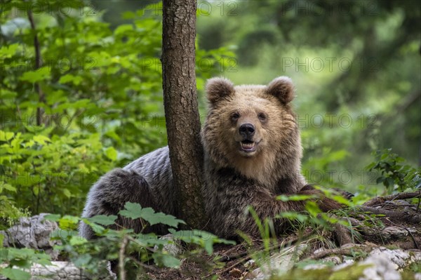 European brown bear