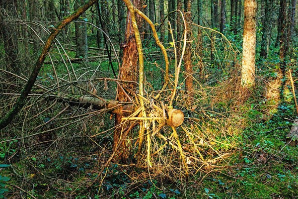 Sawed-off tree in the Hollsand nature reserve