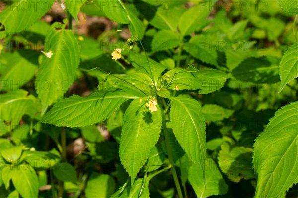 Lesser touch-me-not green leaves with yellow flowers