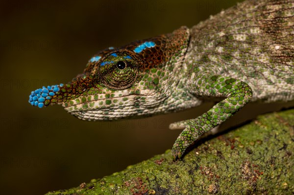 Blue-nosed Chameleon