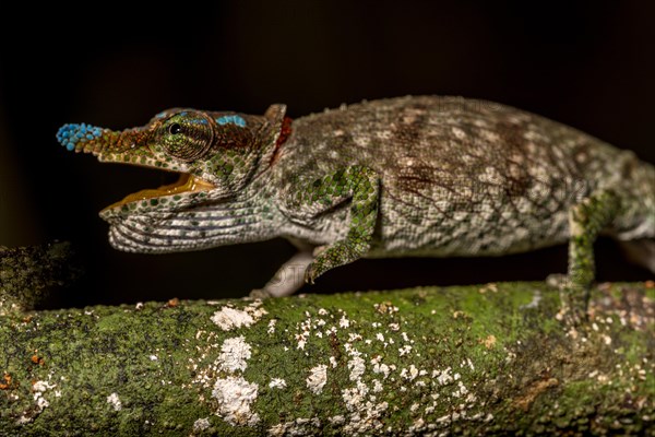 Blue-nosed Chameleon