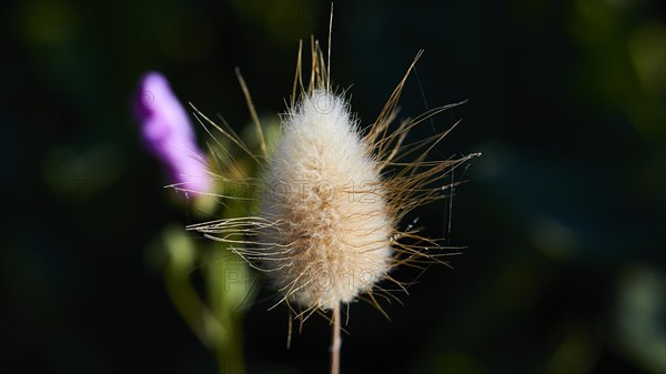 Macro shot