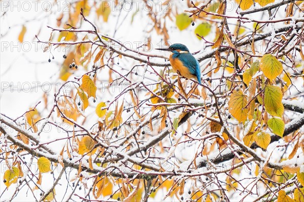 Common kingfisher