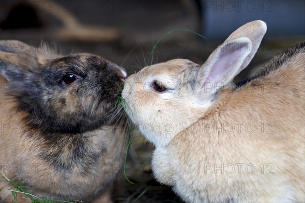 Domestic rabbit