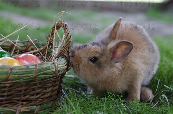 Domestic rabbit