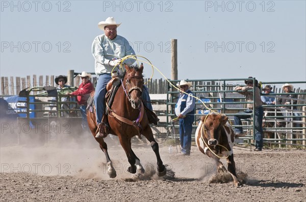 Calf roping