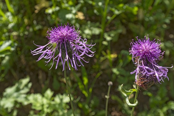 Flowers of a brown knapweed