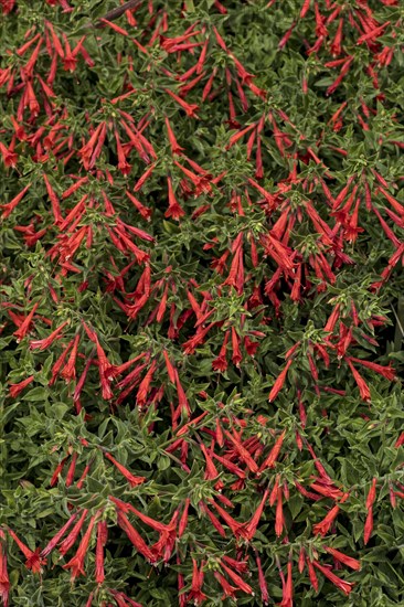 (Epilobium) canum, also known as California fuchsia or Zauschneria