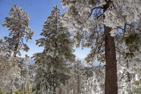 Pines in Snow