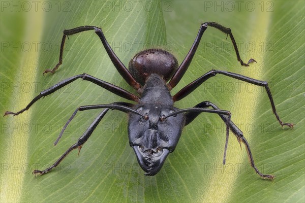 Giant Forest Ant
